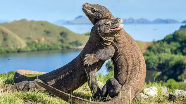 komodo indonesia