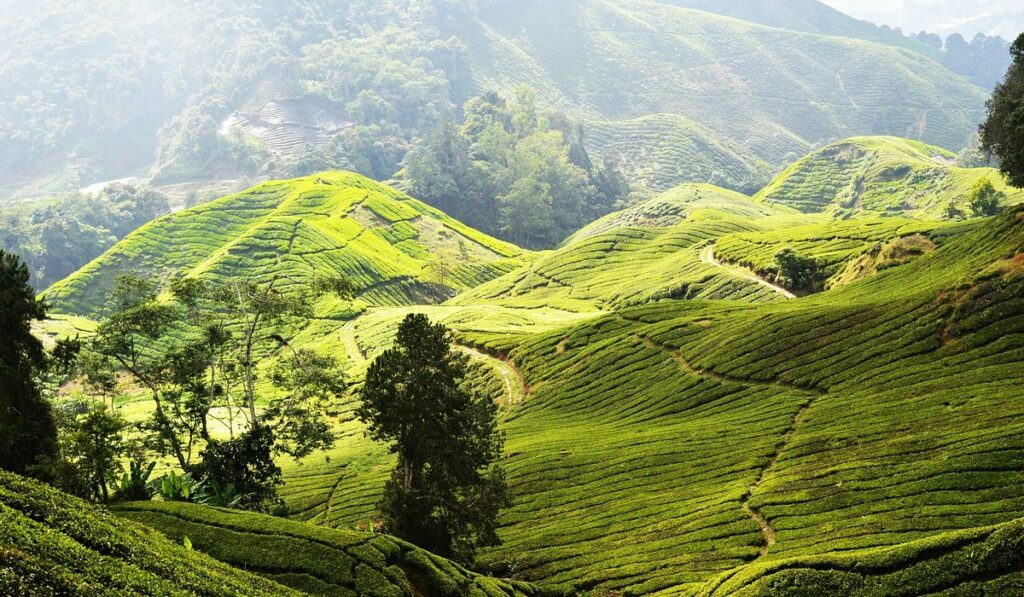 Top 10 Reasons to Visit Malaysia in 2025 – The Ultimate Travel Guide Malaysia Travel Guide – Cameron Highlands Tea Plantation