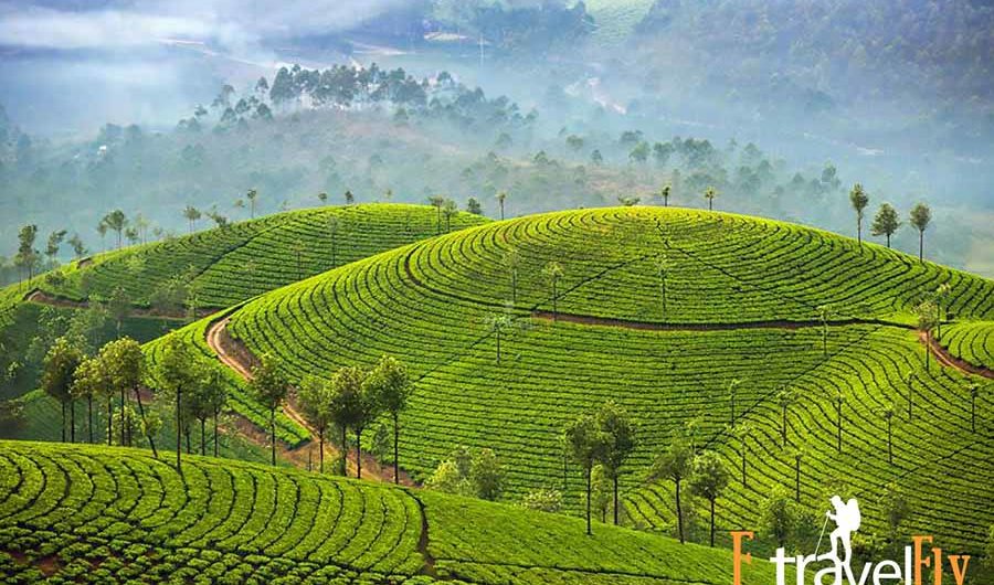 Kerala: God's Own Country Unveiled munnar - Places to Visit in Kerala